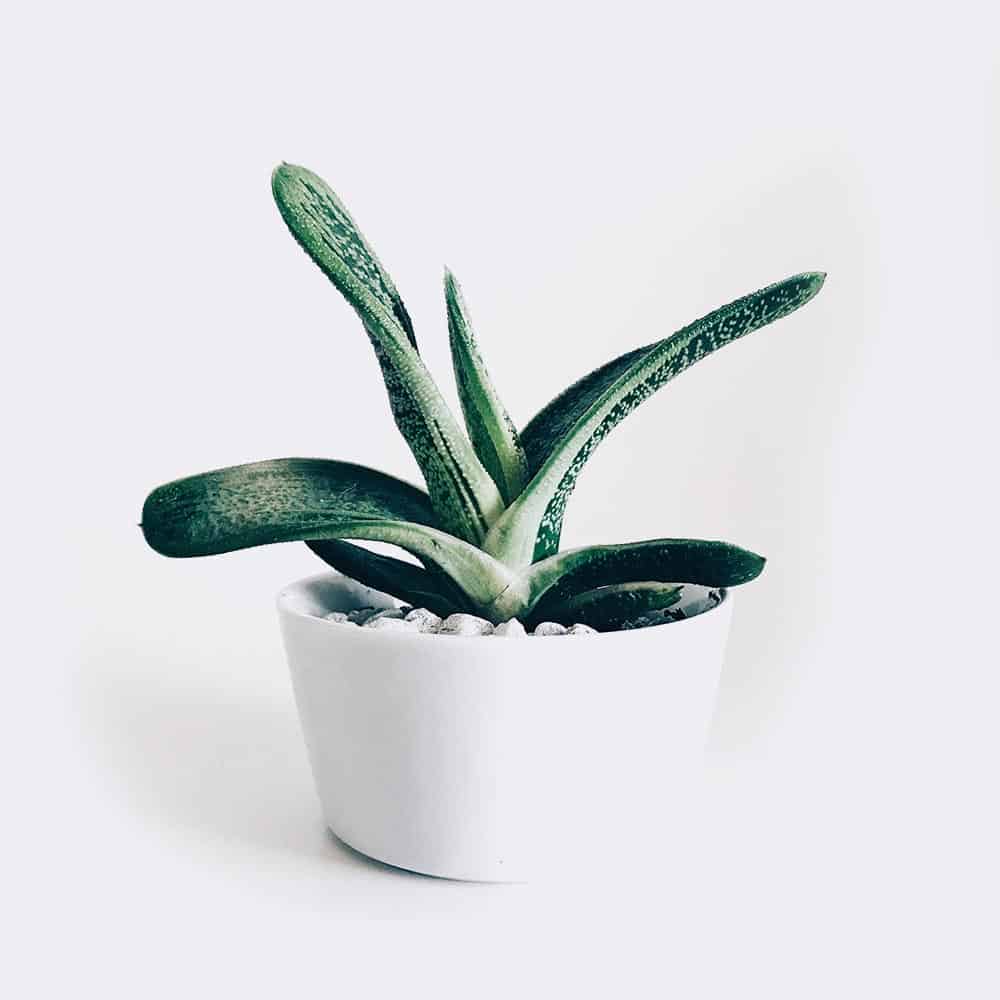 Magnes CHWILA (65x65 mm)